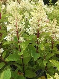 Hortensja bukietowa (Hydrangea) Baby Lace c3 zdjęcie 6