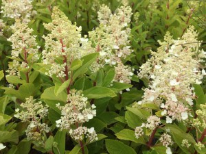 Hortensja bukietowa (Hydrangea) Baby Lace c3 zdjęcie 7