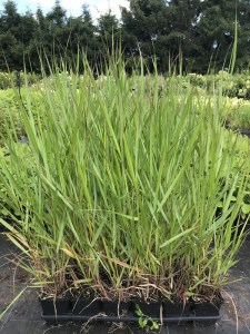 Proso rózgowate (Panicum virgatum) Rehbraun zdjęcie sadzonki