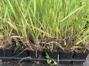 Proso rózgowate (Panicum virgatum) Rehbraun zdjęcie sadzonki 2
