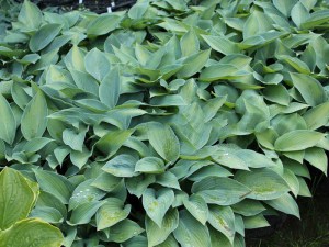 Funkia (Hosta) Paradise Joyce zdjęcie 5