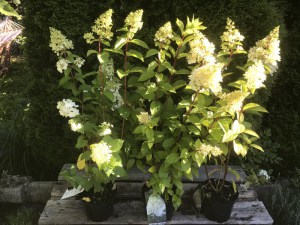 Hortensja bukietowa (Hydrangea) Mont Blanc c3 zdjęcie 4