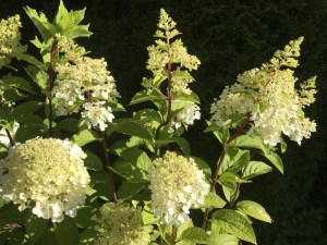Hortensja bukietowa (Hydrangea) Mont Blanc c3 zdjęcie 3