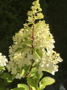 Hortensja bukietowa (Hydrangea) Mont Blanc c3 zdjęcie 2