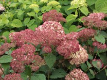 Hortensja drzewiasta Pink Anabelle Invincibelle c1,5 zdjęcie 8