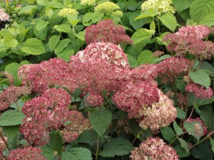 Hortensja drzewiasta Pink Anabelle Invincibelle c1,5 zdjęcie 8