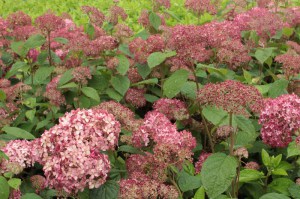 Hortensja drzewiasta Pink Anabelle Invincibelle c3 zdjęcie 8
