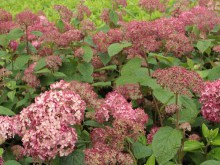 Hortensja drzewiasta Pink Anabelle Invincibelle c1,5 zdjęcie 7
