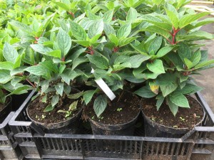 Hortensja bukietowa (Hydrangea paniculata) Polestar c3 zdjęcie 4