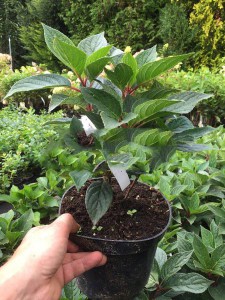 Hortensja bukietowa (Hydrangea paniculata) Polestar c3 zdjęcie sadzonki