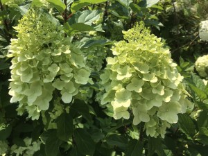 Hortensja bukietowa (Hydrangea) Hercules c3 zdjęcie 2