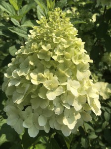 Hortensja bukietowa (Hydrangea) Hercules c3 zdjęcie 3