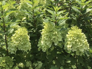 Hortensja bukietowa (Hydrangea) Hercules c3 zdjęcie 4