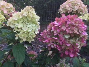 Hortensja bukietowa na pniu (Hydrangea) Candle c5 zdjecie 3