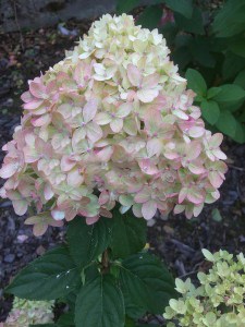 Hortensja bukietowa (Hydrangea paniculata) Phantom c3 zdjęcie 2