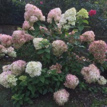 Hortensja bukietowa (Hydrangea paniculata) Phantom c5 zdjęcie 1