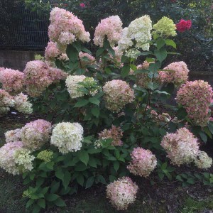 Hortensja bukietowa (Hydrangea paniculata) Phantom c3 zdjęcie 1
