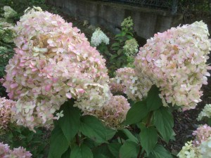 Hortensja bukietowa (Hydrangea paniculata) Phantom c3 zdjęcie 