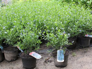 Prusznik (Ceanothus impressus) Victoria zdjęcie sadzonki