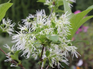 Śniegowiec wirginijski (Chionanthus virg.) śnieżne drzewo c3 zdjęcie 9