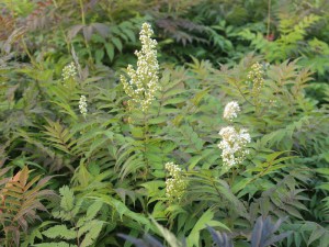 Tawlina jarzębolistna (Sorbaria sorbifolia) Sem c2 zdjęcie 5