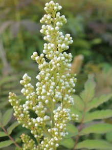 Tawlina jarzębolistna (Sorbaria sorbifolia) Sem c2 zdjęcie 6