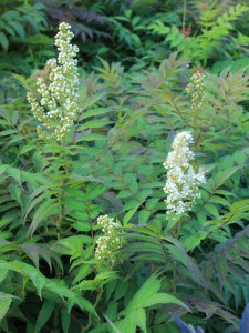 Tawlina jarzębolistna (Sorbaria sorbifolia) Sem c2 zdjęcie 7