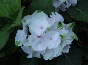 Hortensja ogrodowa (Hydrangea macrophylla ) Emerald c3 zdjęcie 4