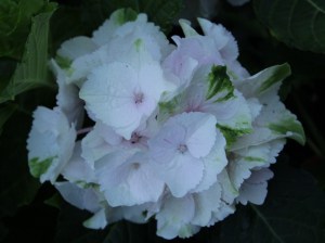 Hortensja ogrodowa (Hydrangea macrophylla ) Emerald c3 zdjęcie 3