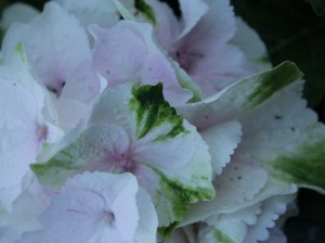 Hortensja ogrodowa (Hydrangea macrophylla ) Emerald c3 zdjęcie 2
