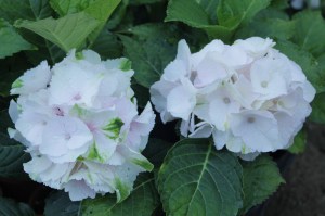 Hortensja ogrodowa (Hydrangea macrophylla ) Emerald c3 zdjęcie 5