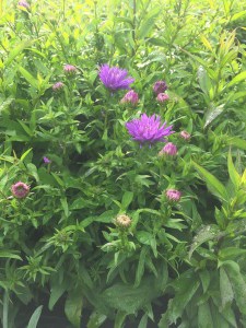 Aster nowobelgijski (Aster novi-belgii) Island Barbados zdjęcie 5