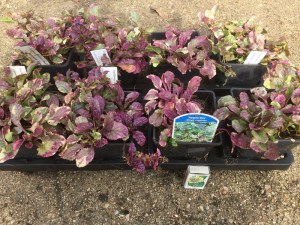 Dąbrówka rozłogowa (Ajuga reptans) Burgundy Glow zdjęcie sadzonki