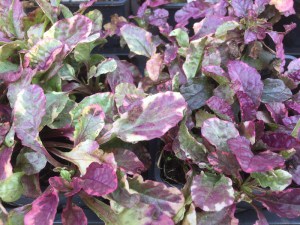 Dąbrówka rozłogowa (Ajuga reptans) Burgundy Glow zdjęcie 2