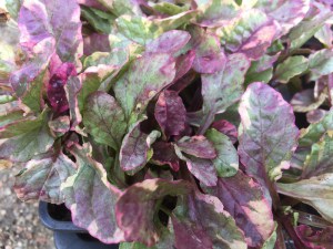 Dąbrówka rozłogowa (Ajuga reptans) Burgundy Glow zdjęcie 3