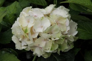 Hortensja ogrodowa (Hydrangea macrophylla ) Emerald c3 zdjęcie 7