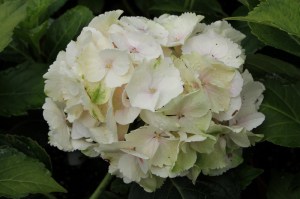 Hortensja ogrodowa (Hydrangea macrophylla ) Emerald c3 zdjęcie 6