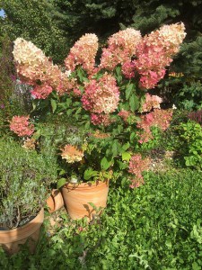 Hortensja bukietowa (Hydrangea paniculata) Phantom c3 zdjęcie 6