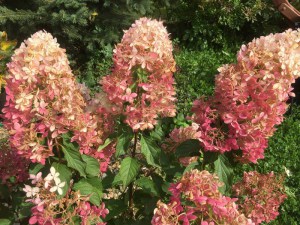 Hortensja bukietowa (Hydrangea paniculata) Phantom c3 zdjęcie 7