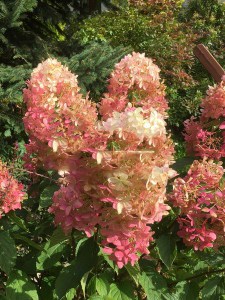 Hortensja bukietowa (Hydrangea paniculata) Phantom c3 zdjęcie 8