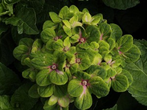 Hortensja ogrodowa (Hydrangea macrophylla) Coral sadzonka 5