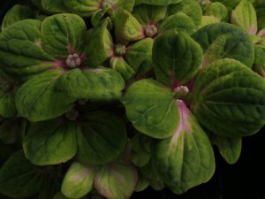 Hortensja ogrodowa (Hydrangea macrophylla) Coral sadzonka 6