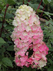 Hortensja bukietowa (Hydrangea paniculata) Sundae Fraise c3 zdjęcie 5