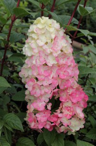 Hortensja bukietowa (Hydrangea) Sundae Fraise na pniu c5 zdjęcie 2