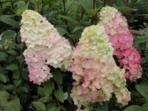 Hortensja bukietowa (Hydrangea paniculata) Sundae Fraise c3 zdjęcie 3