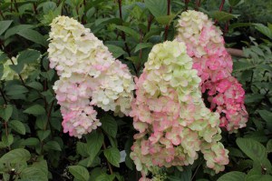 Hortensja bukietowa (Hydrangea) Sundae Fraise na pniu c5 zdjęcie 3