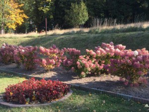 Hortensja bukietowa (Hydrangea paniculata) Diamantino c3 zdjęcie 6