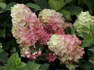 Hortensja bukietowa (Hydrangea paniculata) Sundae Fraise c3 zdjęcie 4