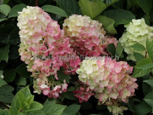Hortensja bukietowa (Hydrangea) Sundae Fraise na pniu c5 zdjęcie 4