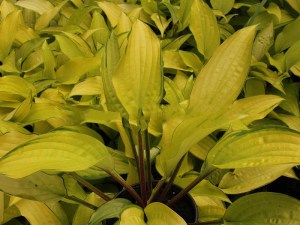 Funkia (Hosta) Fire Island zdjęcie 3